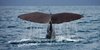 Sperm whale