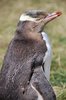 Penguin 1