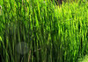 riverside reeds1