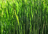 riverside reeds2