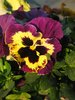 pansies time