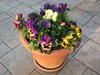 pansies time