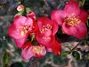 closeup of spring blossoms