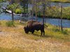Bison - Yellowstone