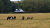Wild Horses