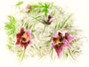pasque flower