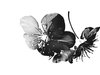 apple-blossom