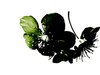 apple-blossom