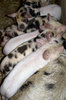 Piglets