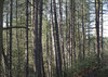 Tall thin trees