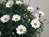 spring flowers