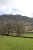 Green fields