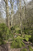 Mossy boulder woodland