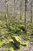 Mossy boulder woodland