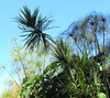lakeside foliage1