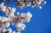 cherry blossoms