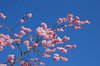 cherry blossoms