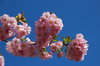 cherry blossoms
