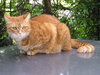 Red cat