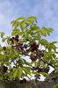 Akebia - climbing shrub