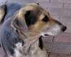 dog's life8