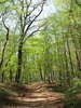 forest in spring