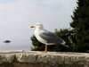 seagull