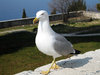 seagull