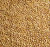 wheat grains2