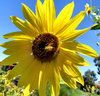 sunflower nectar