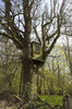 Treehouse