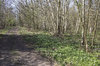 Woodland flowers