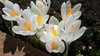 Crocus