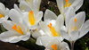 Crocus