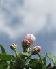 apple tree blossom
