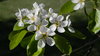 Apple Blossom
