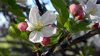 Apple Blossom