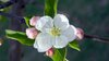 Apple Blossom