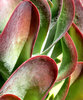 paddle plant colours2