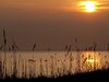 Ducks in sunset