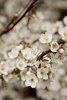 flowering spring