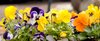 spring flowers