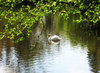swan lake