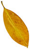 Magnolia Leaf 3