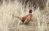 Pheasant 3