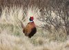 Pheasant 1