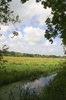 Meadow view