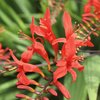 Red flowers
