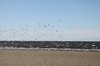 Seagulls