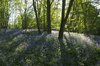 Woodland flowers